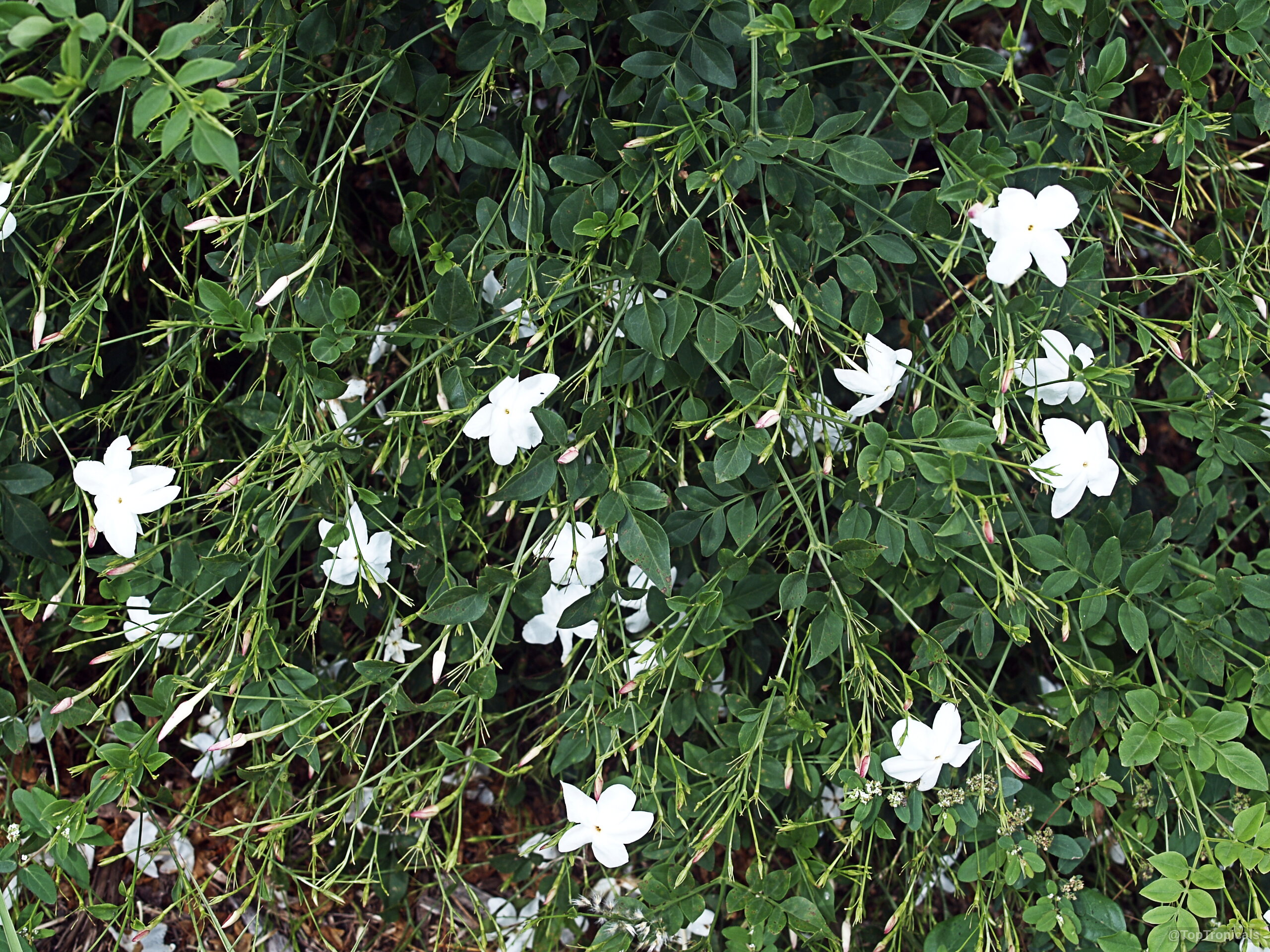 Jasminum officinale (True jasmine) white flowers scattered across a dense collection of small green leaves. Jasminum officinale (True jasmine) white flower plant spreading with small green pinnate leaves foliage.