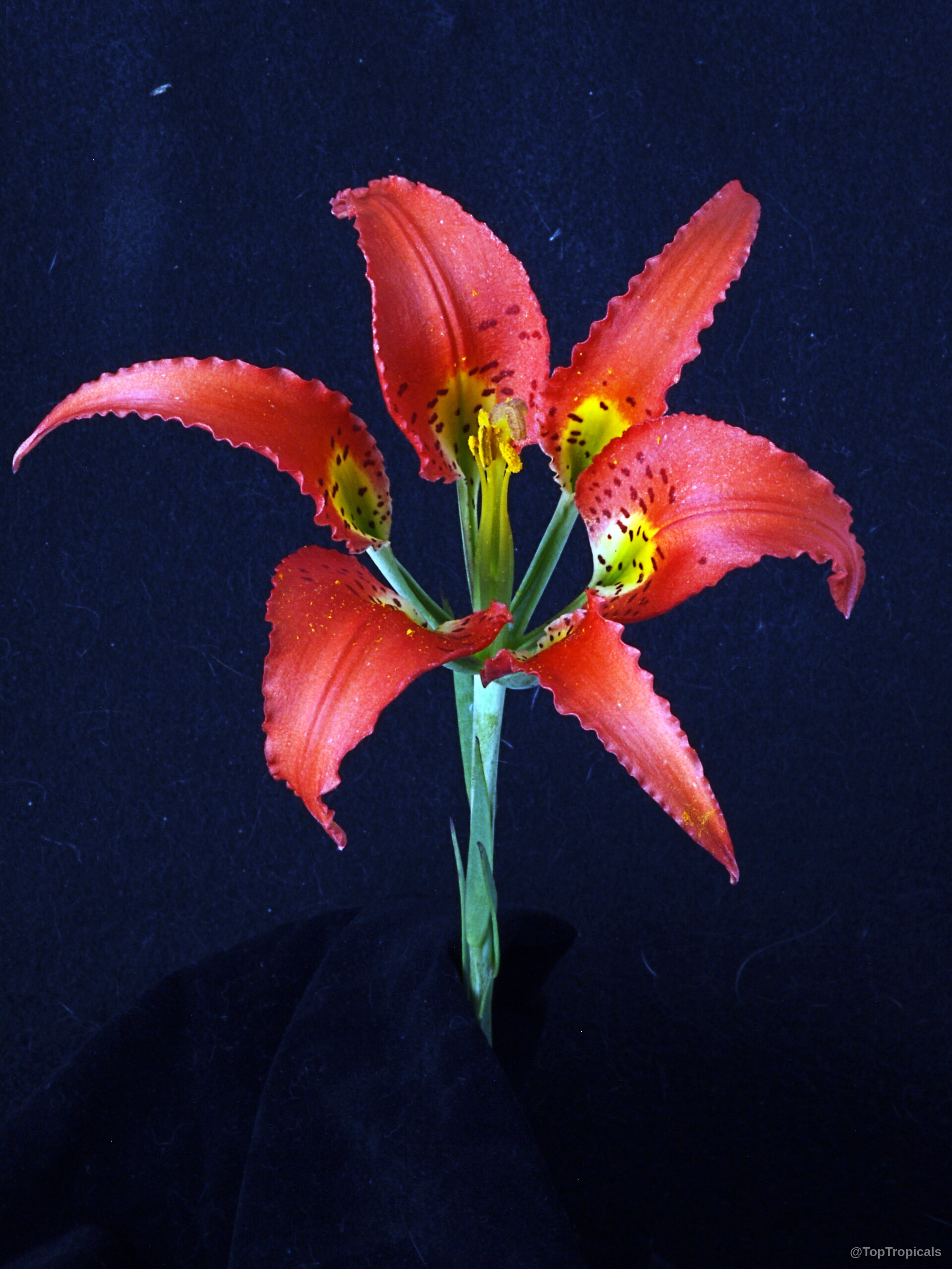 Lilium catesbaei (Catesby's Lily) orange flower with yellow throat and dark speckles on dark background. Lilium catesbaei (Catesby's Lily) orange flower with yellow throat and dark speckles close up.