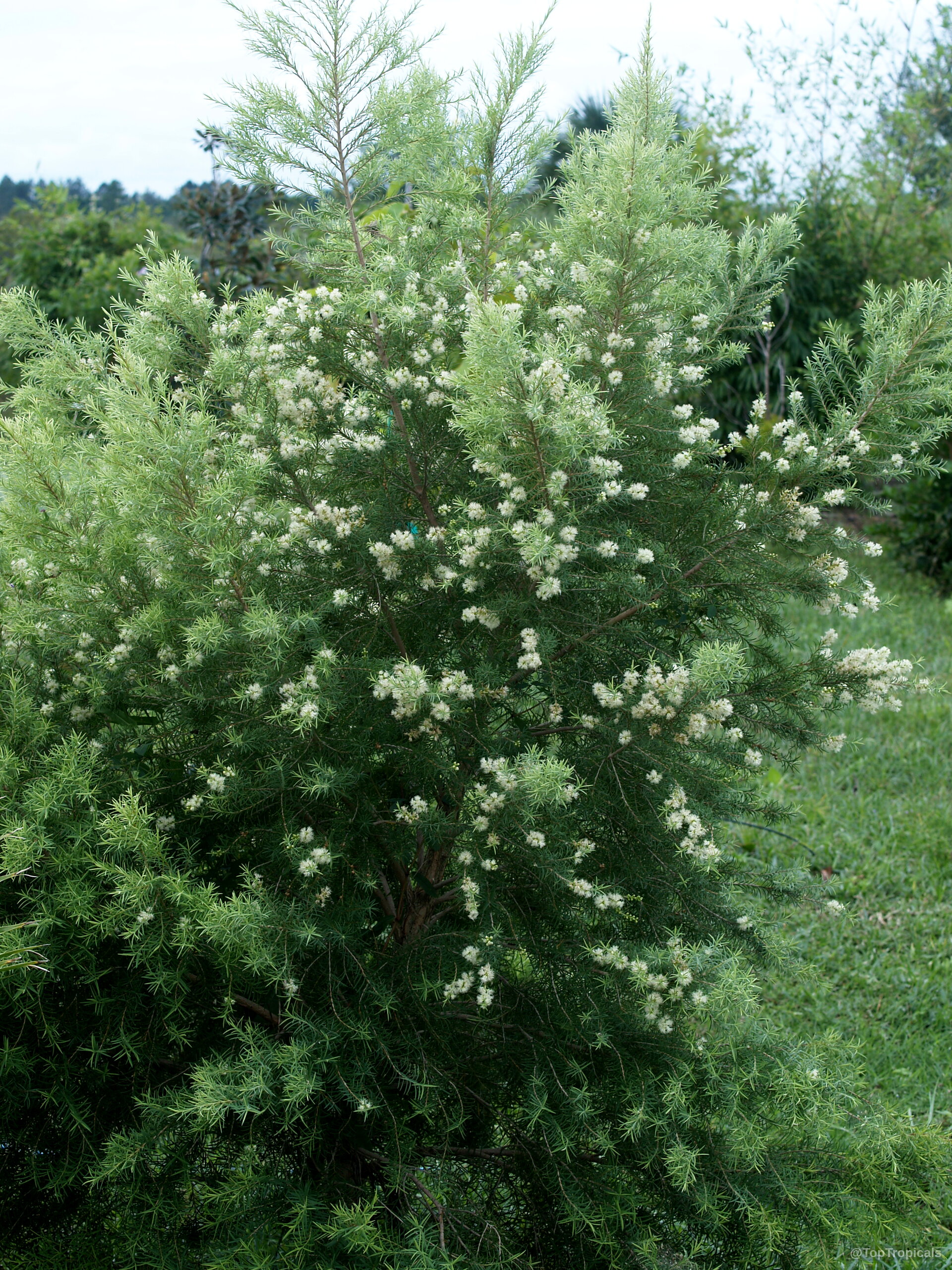 Melaleuca alternifolia (Tea Tree) with numerous tiny white flowers covering the needle-like green foliage branches. Melaleuca alternifolia (Tea Tree) with fluffy white flowers on a dense green needle-like plant.