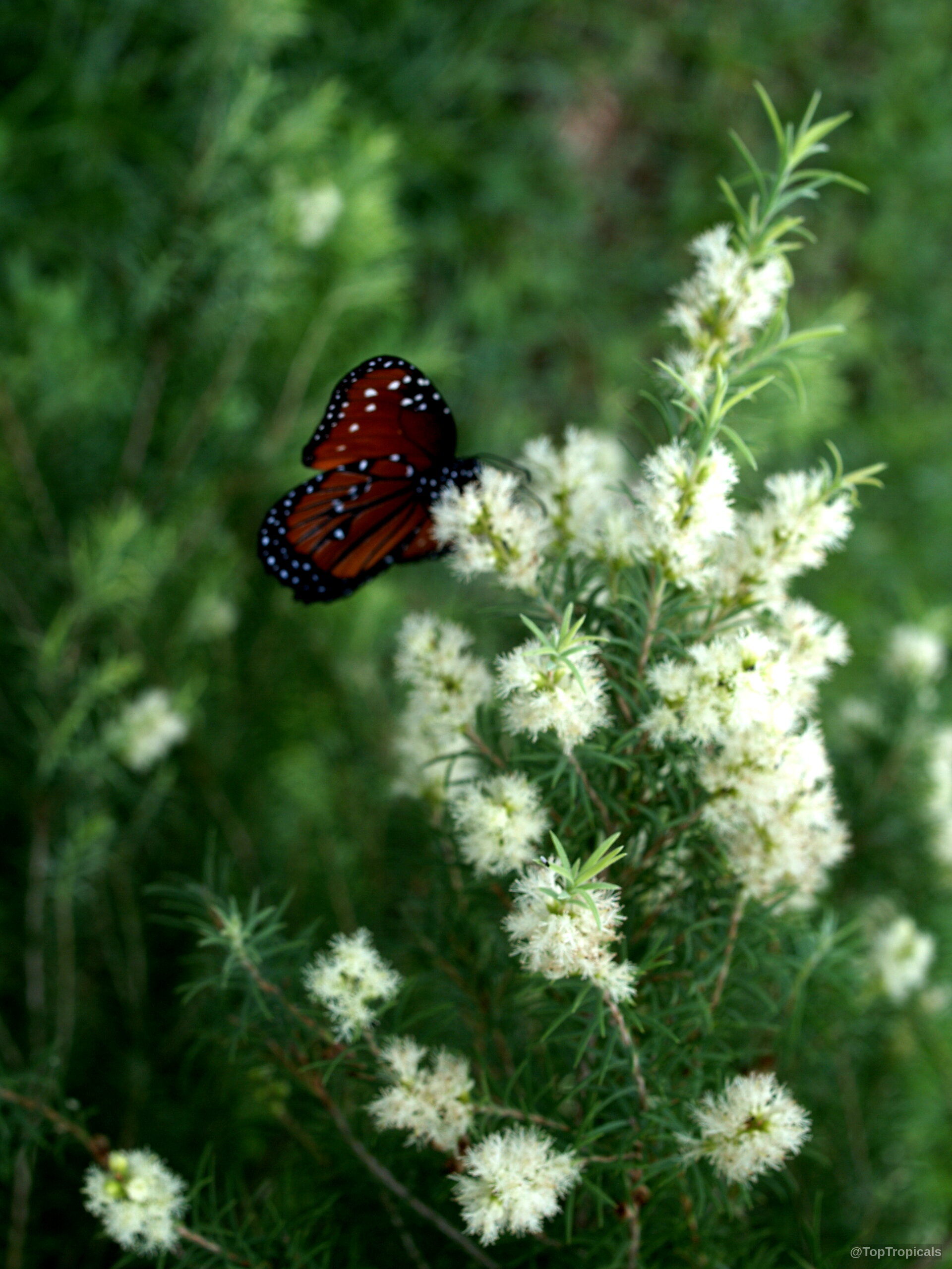 Melaleuca alternifolia (Tea Tree) with white flowers and a brown butterfly perched on the petals. Melaleuca alternifolia (Tea Tree) with white flowers and a brown butterfly, close up.