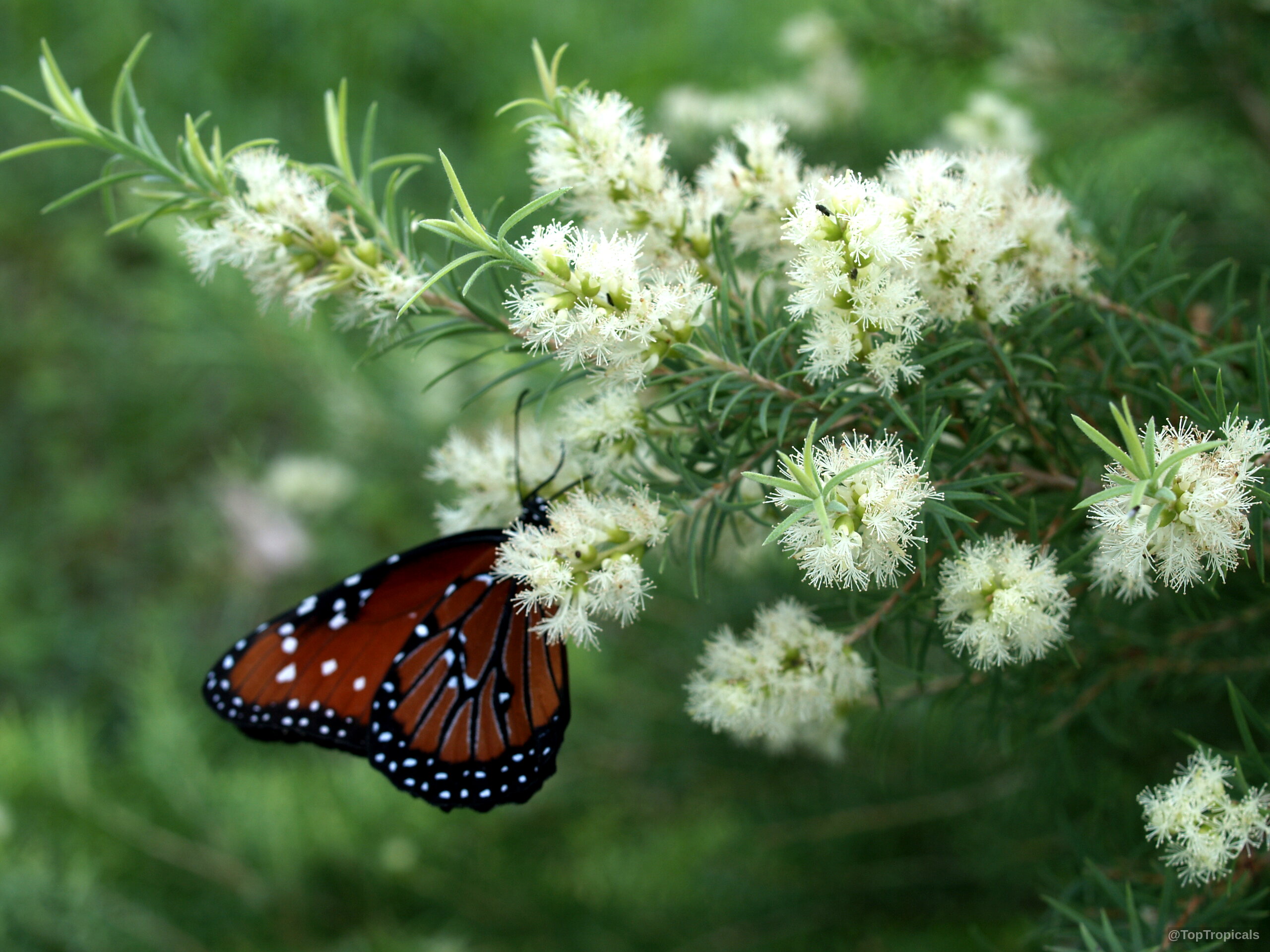 Melaleuca alternifolia (Tea Tree) with small white flowers alongside a butterfly feeding on the nectar. Melaleuca alternifolia (Tea Tree) with white flowers and a butterfly in a close up.