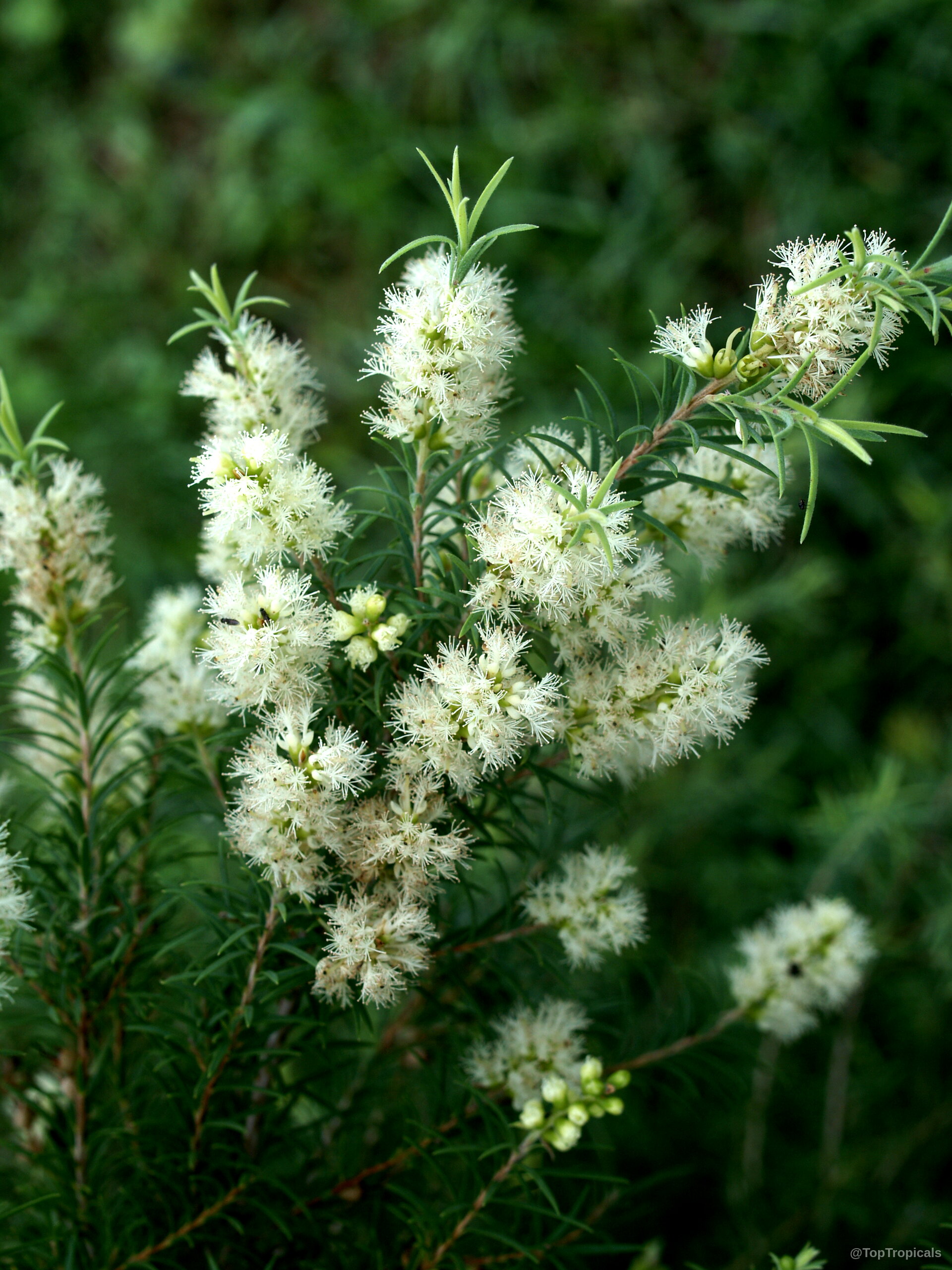 Melaleuca alternifolia (Tea Tree) with soft white flower clusters amidst narrow green needle-like foliage. Melaleuca alternifolia (Tea Tree) with white fluffy flower spikes on a green plant branch.