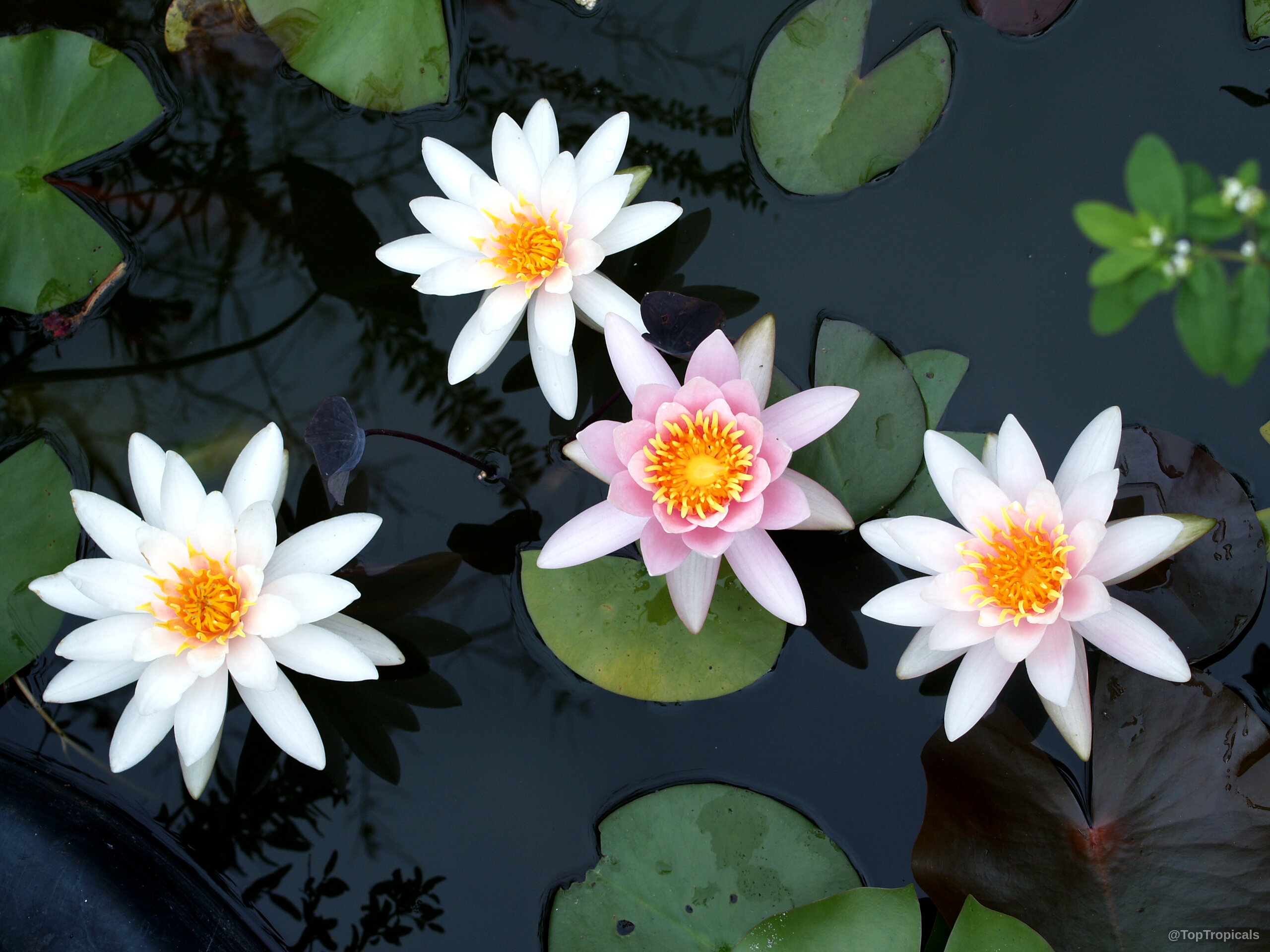 Nymphaea sp. (Water Lily) with white and pink flowers floating among round green lily pads. Nymphaea sp. (Water Lily) white and pink flowers floating on green lily pad leaves