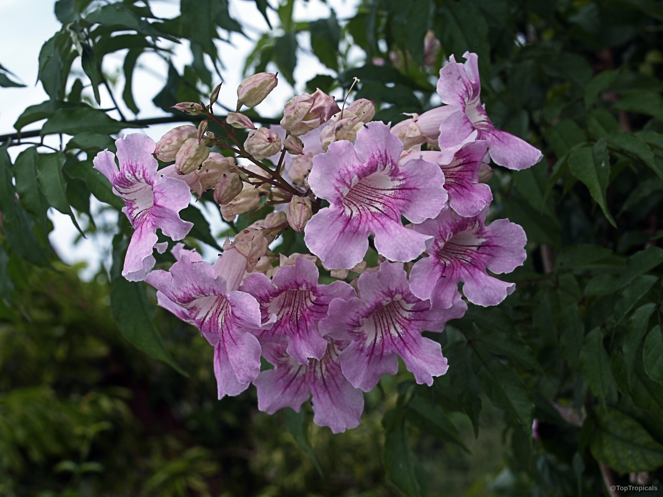 Podranea ricasoliana (Port St. John's Creeper) flower cluster showing soft pink petals with red markings. Podranea ricasoliana (Port St. John's Creeper) pink flower close up on green leaves