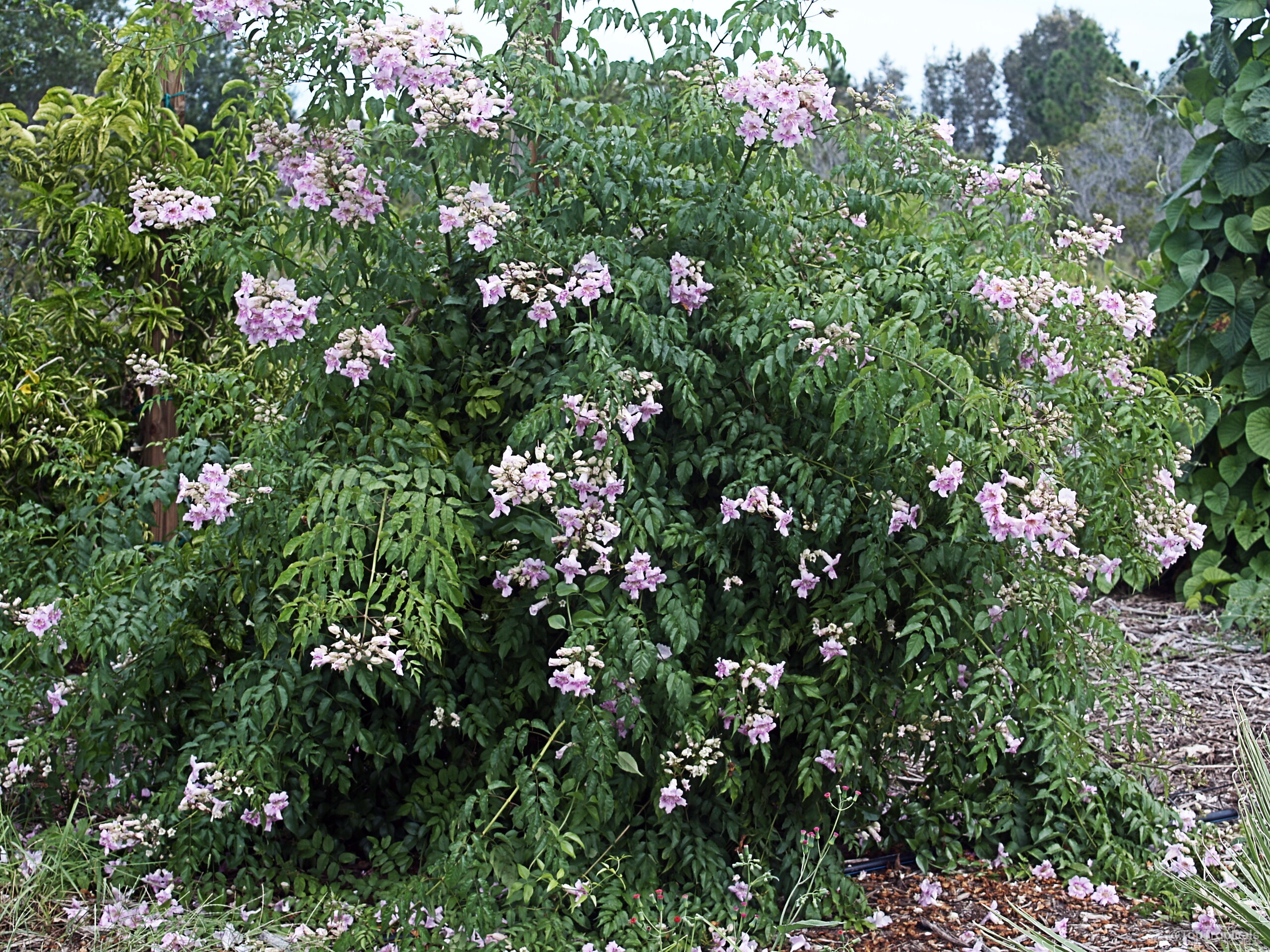 Podranea ricasoliana (Port St. John's Creeper) with trumpet-shaped pink flowers and small deep green compound leaves. Podranea ricasoliana (Port St. John's Creeper) pink flower clusters covering a large dense green plant.