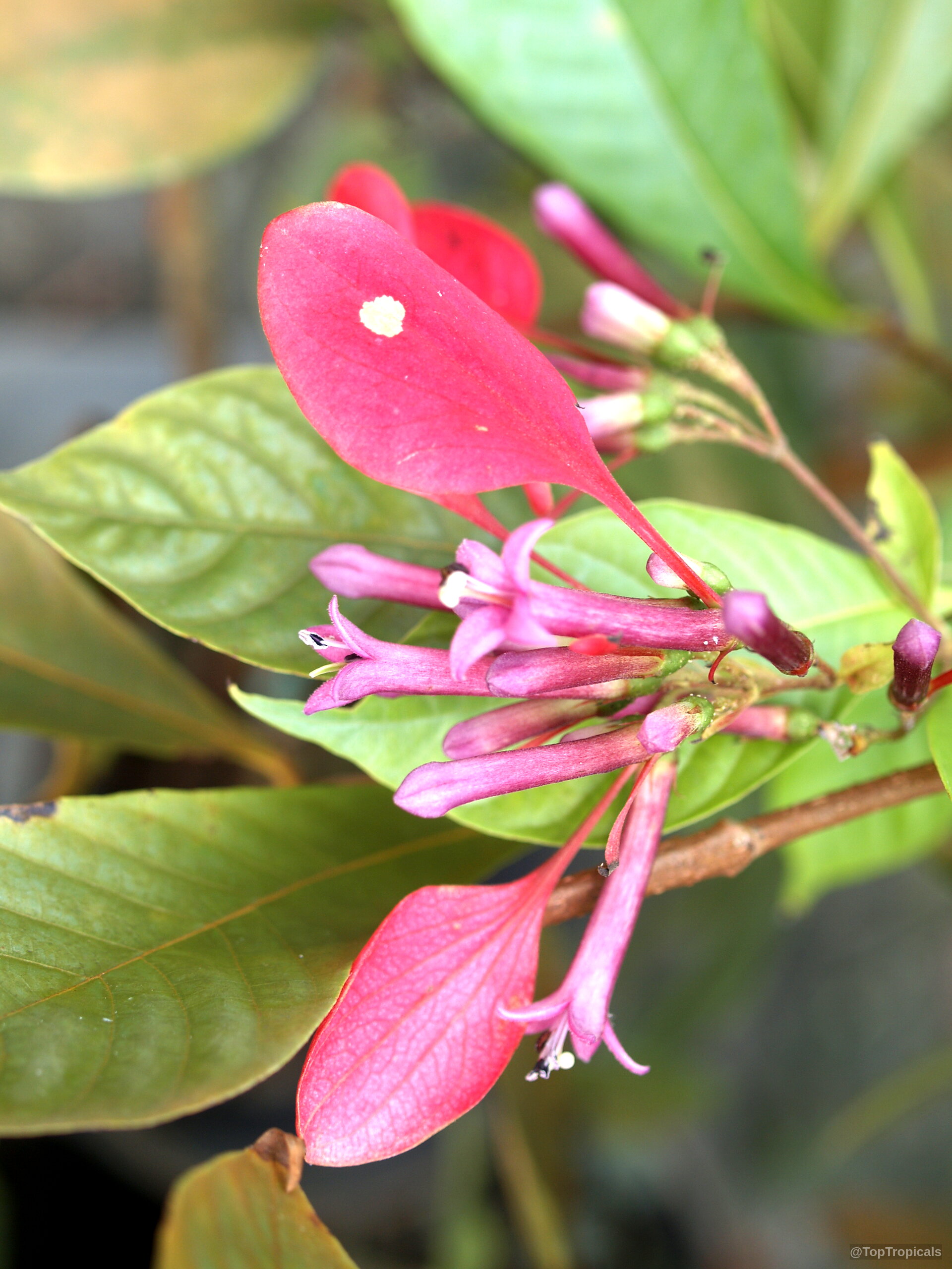 Pogonopus speciosus (Pogonopus) magenta tubular flowers alongside broad pink bracts with deep green foliage. Pogonopus speciosus (Pogonopus) close up, pink flower, magenta leafy bracts, green oval leaves.