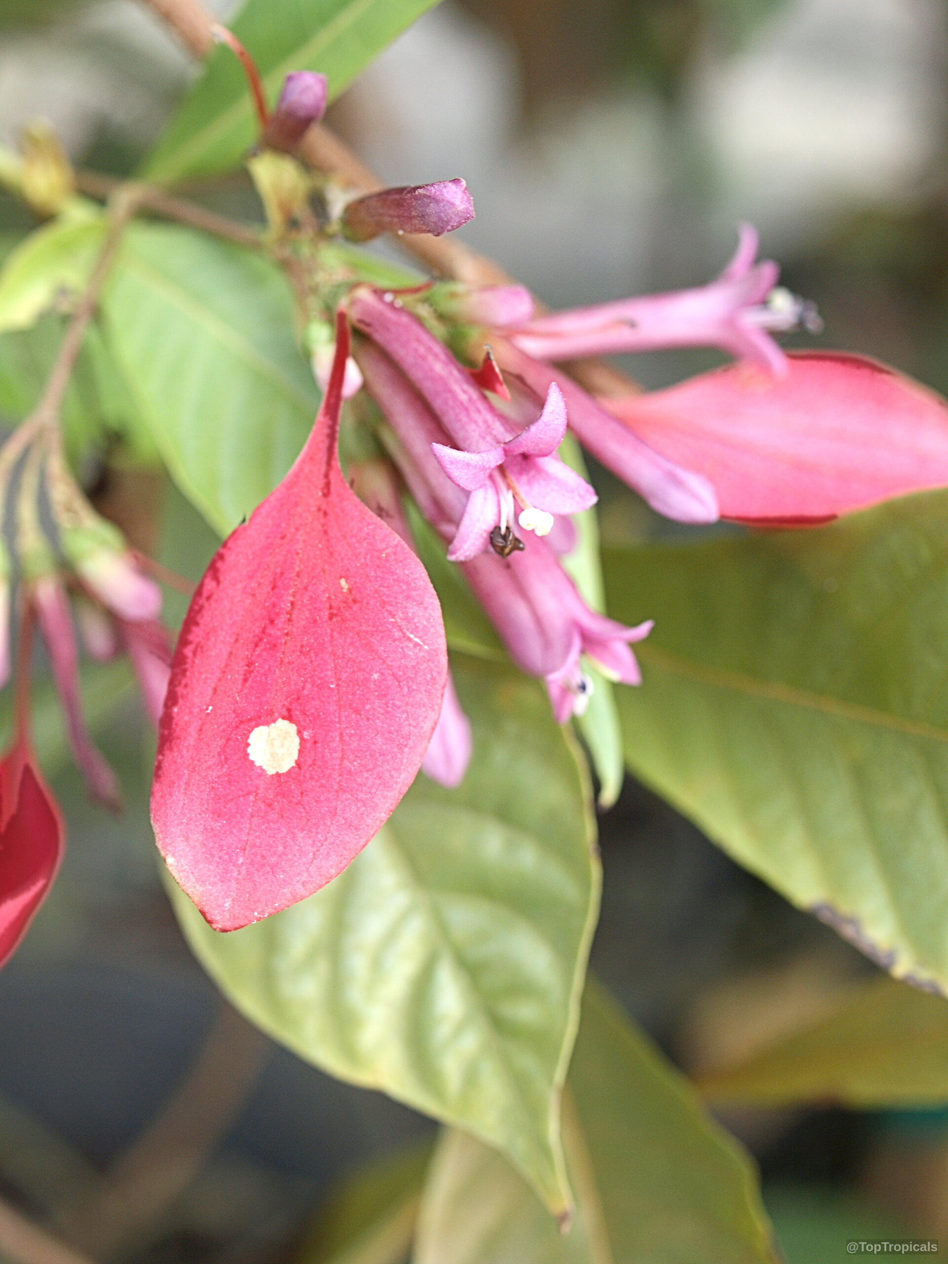Pogonopus speciosus (Pogonopus) showing tubular pink flower with red leafy bracts on green foliage. Pogonopus speciosus (Pogonopus) close up pink flower and red bracts on green plant branch