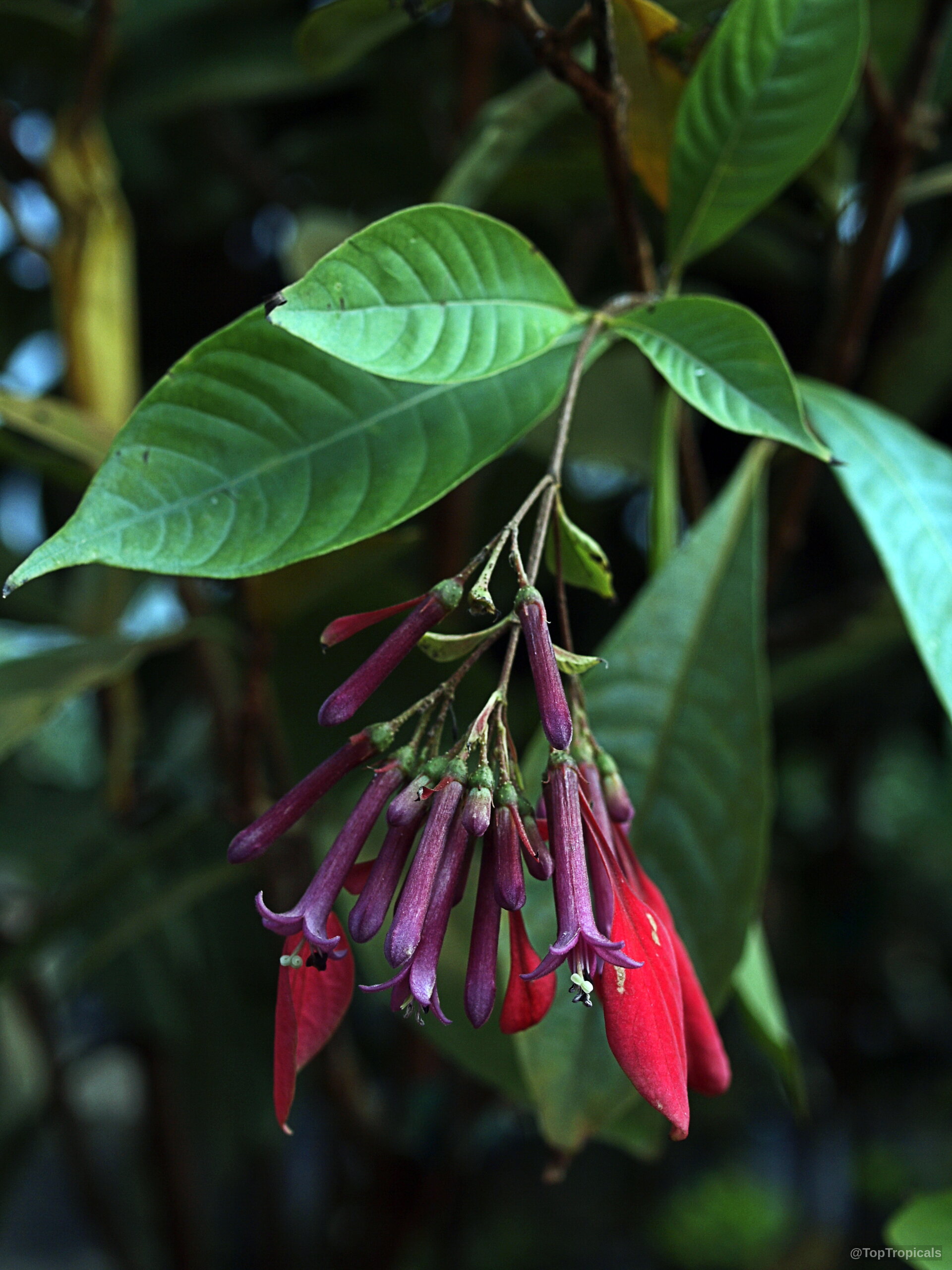 Pogonopus speciosus (Pogonopus) hanging purple flower cluster with red bracts attached to green foliage branch Pogonopus speciosus (Pogonopus) close up purple red flower hanging from green leaves on branch