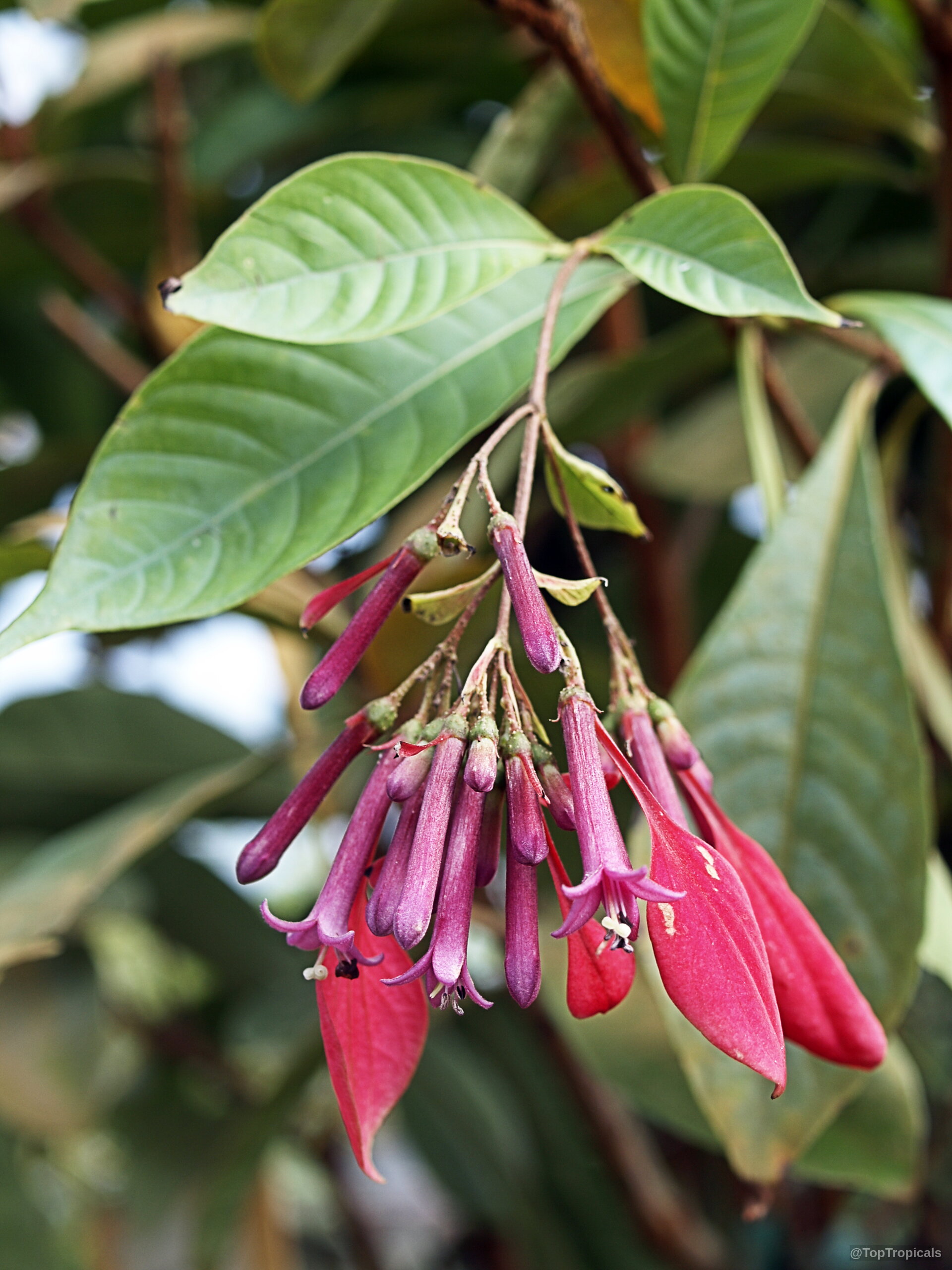 Pogonopus speciosus (Pogonopus) purple flower clusters hang near smooth green oval leaves and red bracts. Pogonopus speciosus (Pogonopus) purple flower close up with red leafy bracts on green foliage branch.