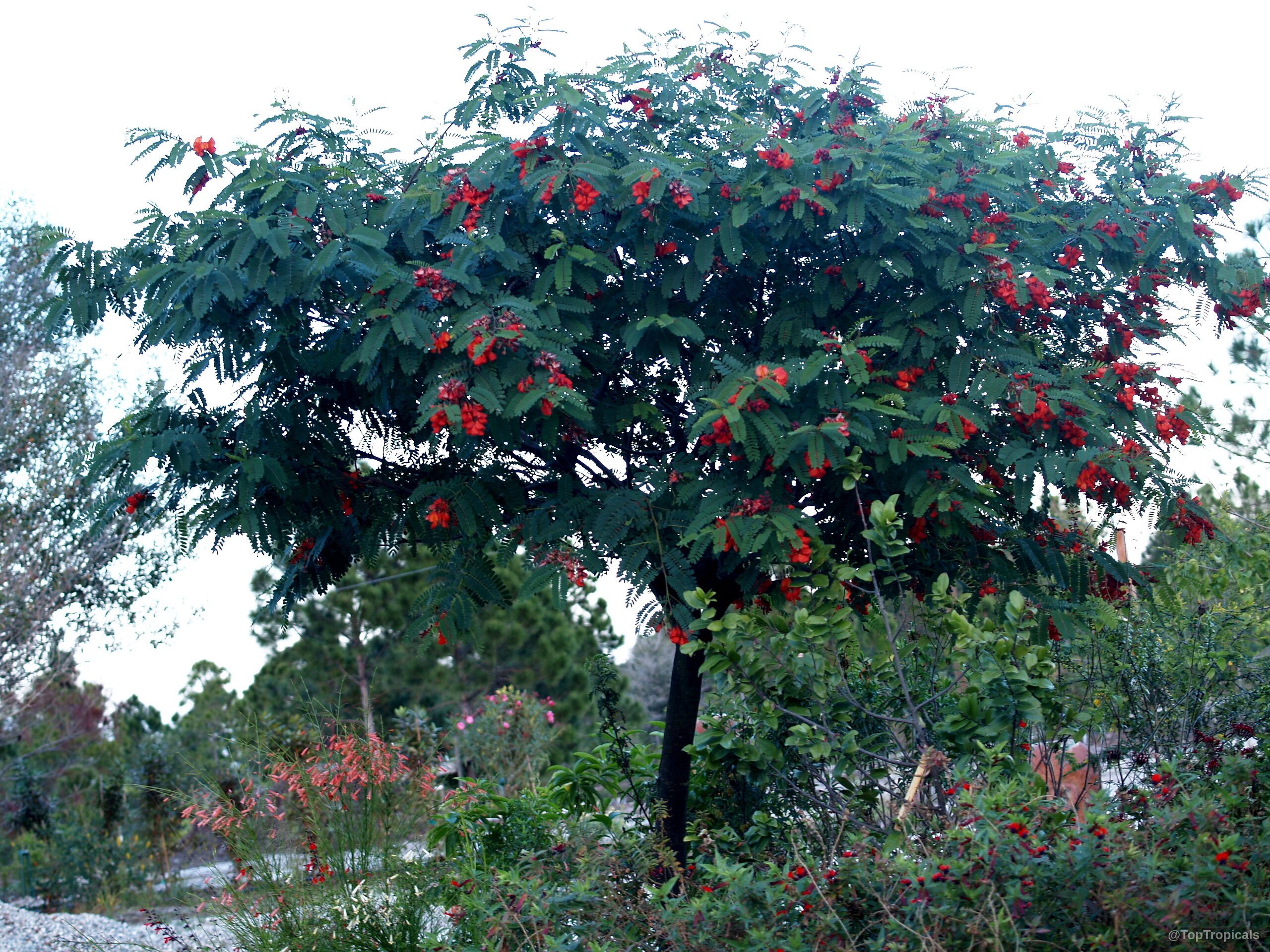 Sesbania punicea (Rattle Box Tree) dense canopy with many clusters of small red flowers Sesbania punicea (Rattle Box Tree) with vibrant red flowers and dark green foliage tree