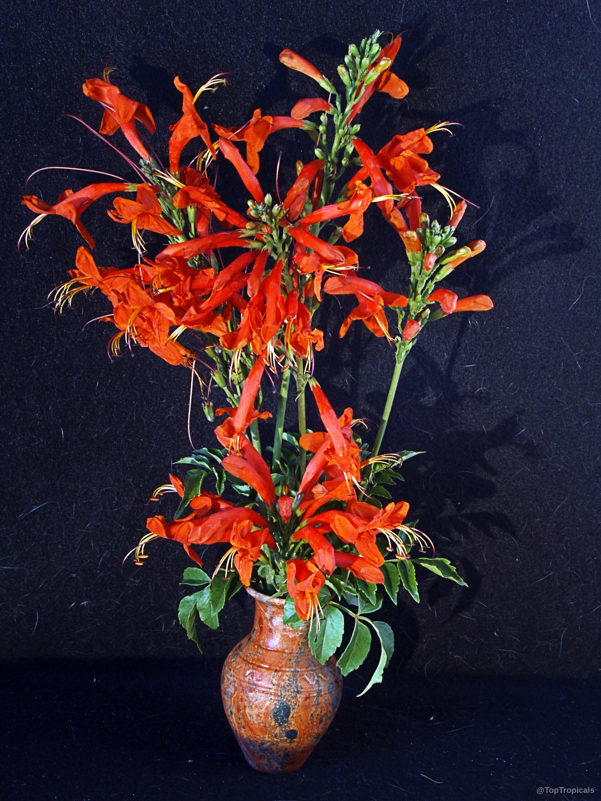 Tecomaria capensis (Cape Honeysuckle) orange tubular flower clusters standing inside a small ceramic vase container Tecomaria capensis (Cape Honeysuckle) orange flower clusters in close up photography with dark background