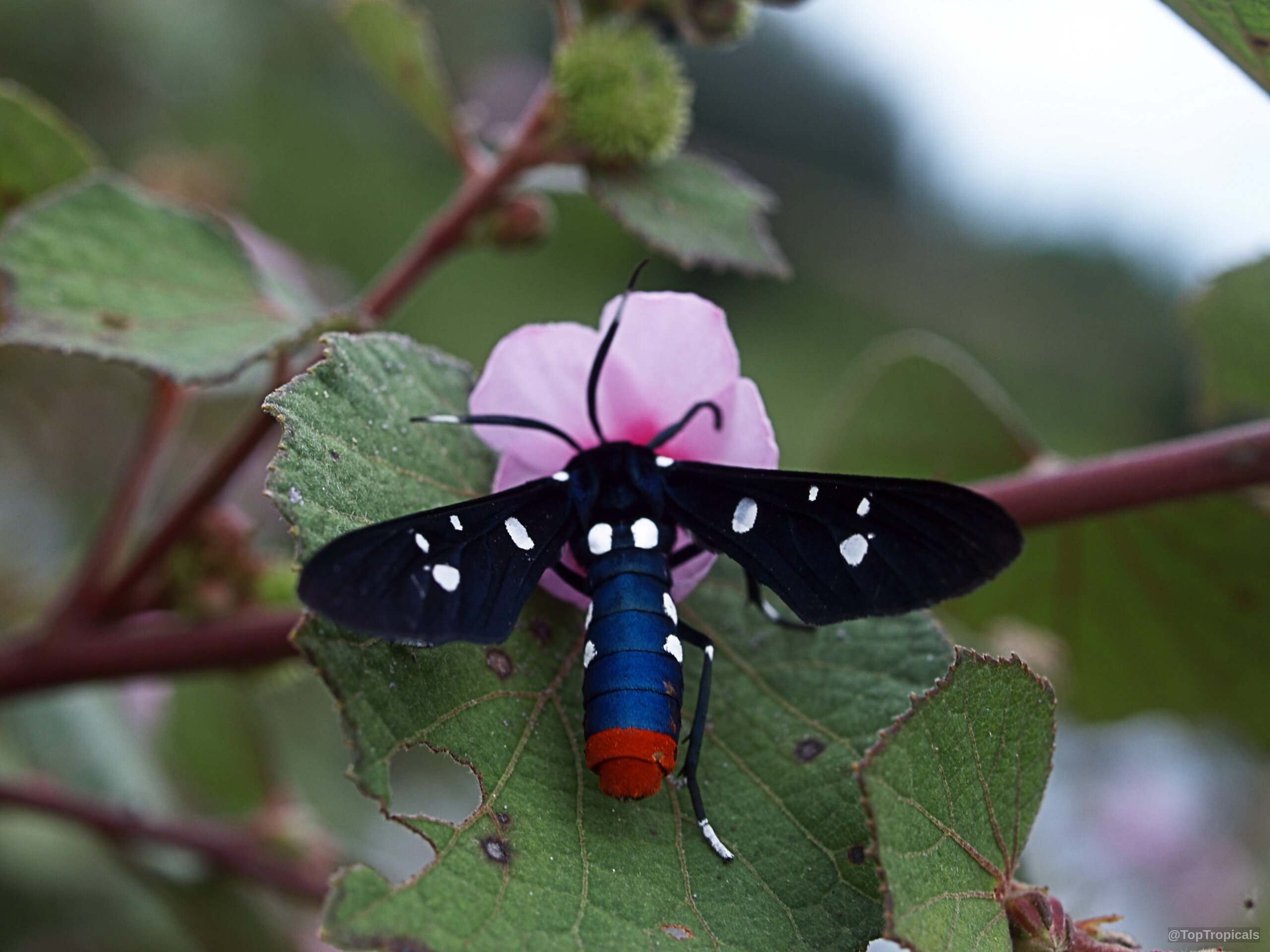 Urena lobata (Caesarweed) pink flower with a patterned insect resting on the green serrated leaf. Urena lobata (Caesarweed) pink flower close up with a black and blue striped insect.