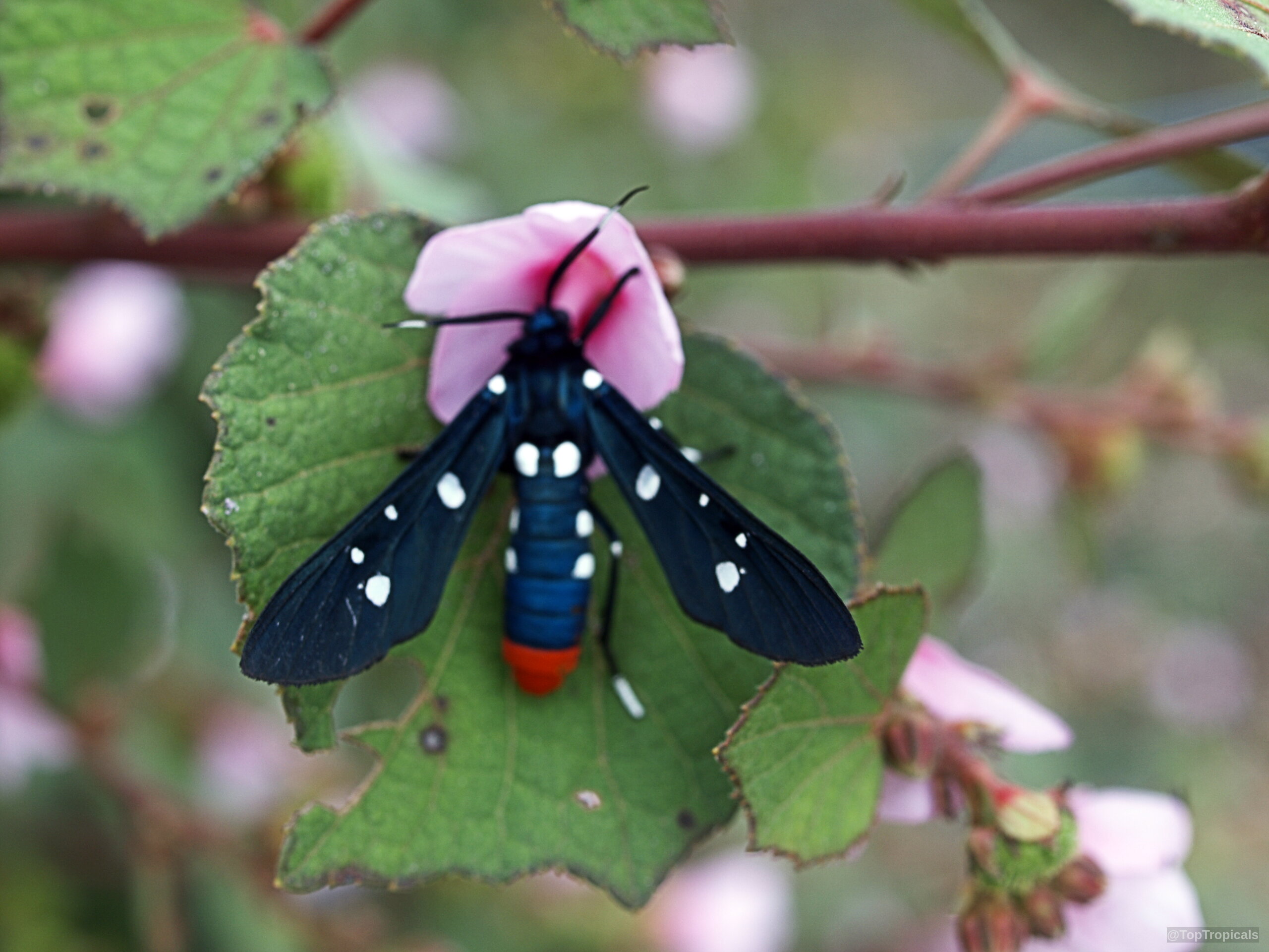 Urena lobata (Caesarweed) pink flower supporting a black insect with white spots and orange tip Urena lobata (Caesarweed) pink flower close up with a dark blue and spotted insect