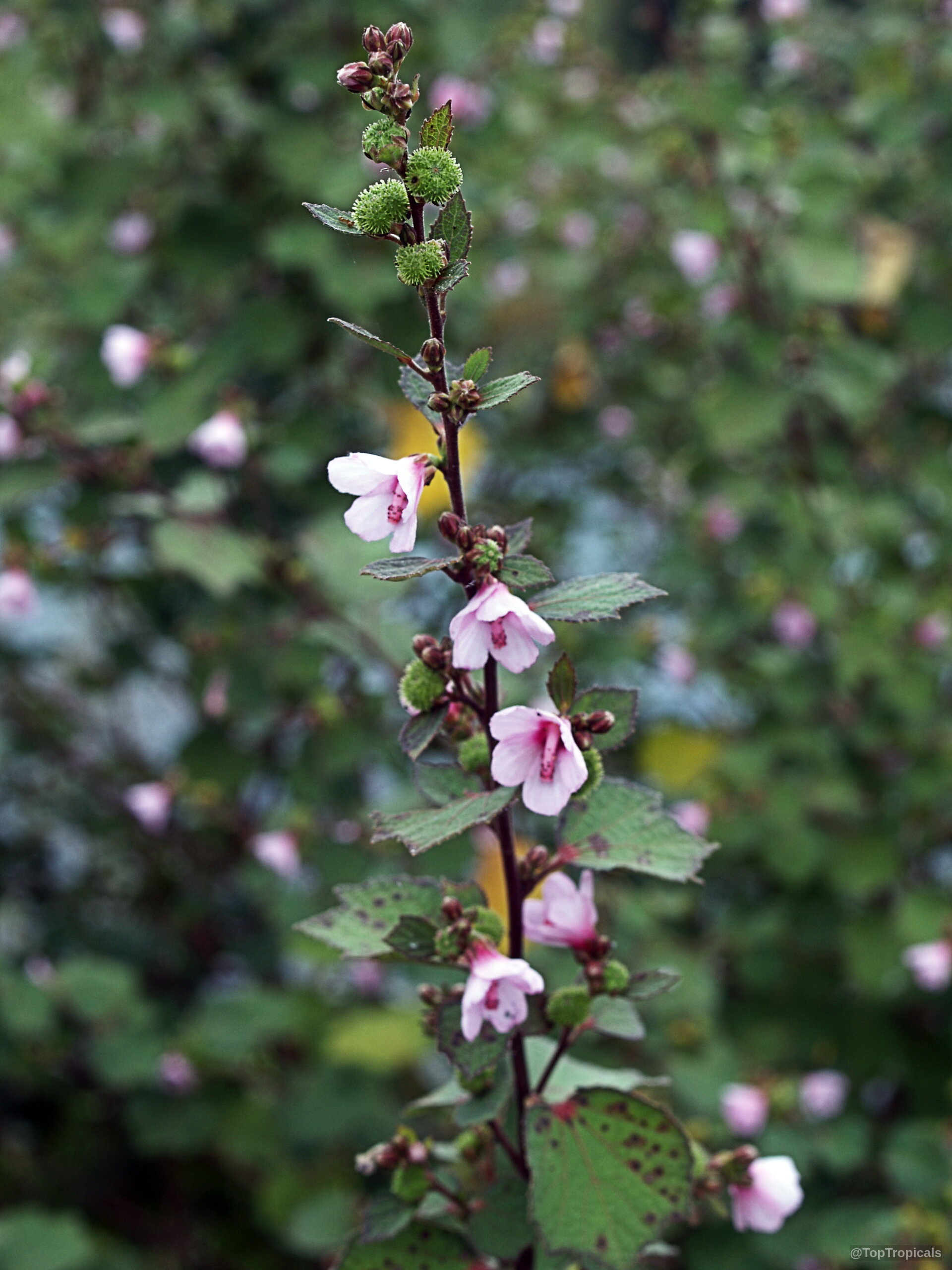 Urena lobata (Caesarweed) stalk with small pink flower clusters, green foliage, and tiny round seed pods. Urena lobata (Caesarweed) pink flower stem close up, green leaves, dark purple central flower color.