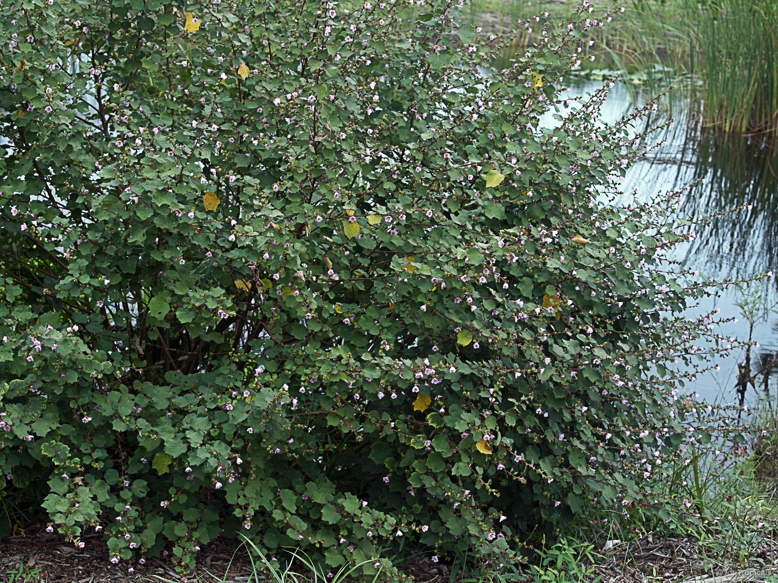 Urena lobata (Caesarweed) shrub covered with small pink flowers and lush green foliage during summer Urena lobata (Caesarweed) plant with small pink flowers and dense green leaves near water