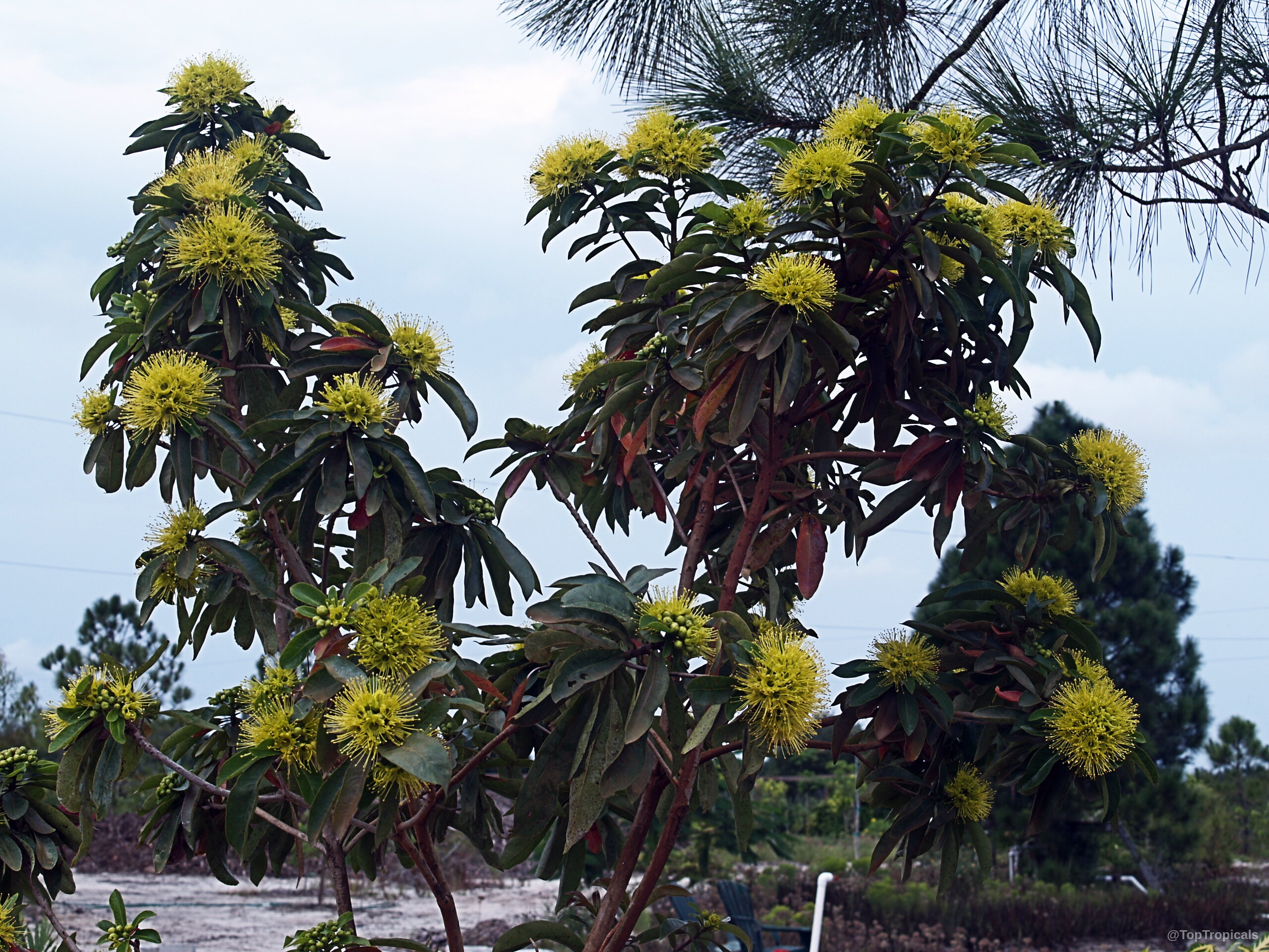 Xanthostemon chrysanthus (Golden Penda) tree with numerous rounded yellow flowers among dark green foliage. Xanthostemon chrysanthus (Golden Penda) tree with many fuzzy yellow flowers and green leaves