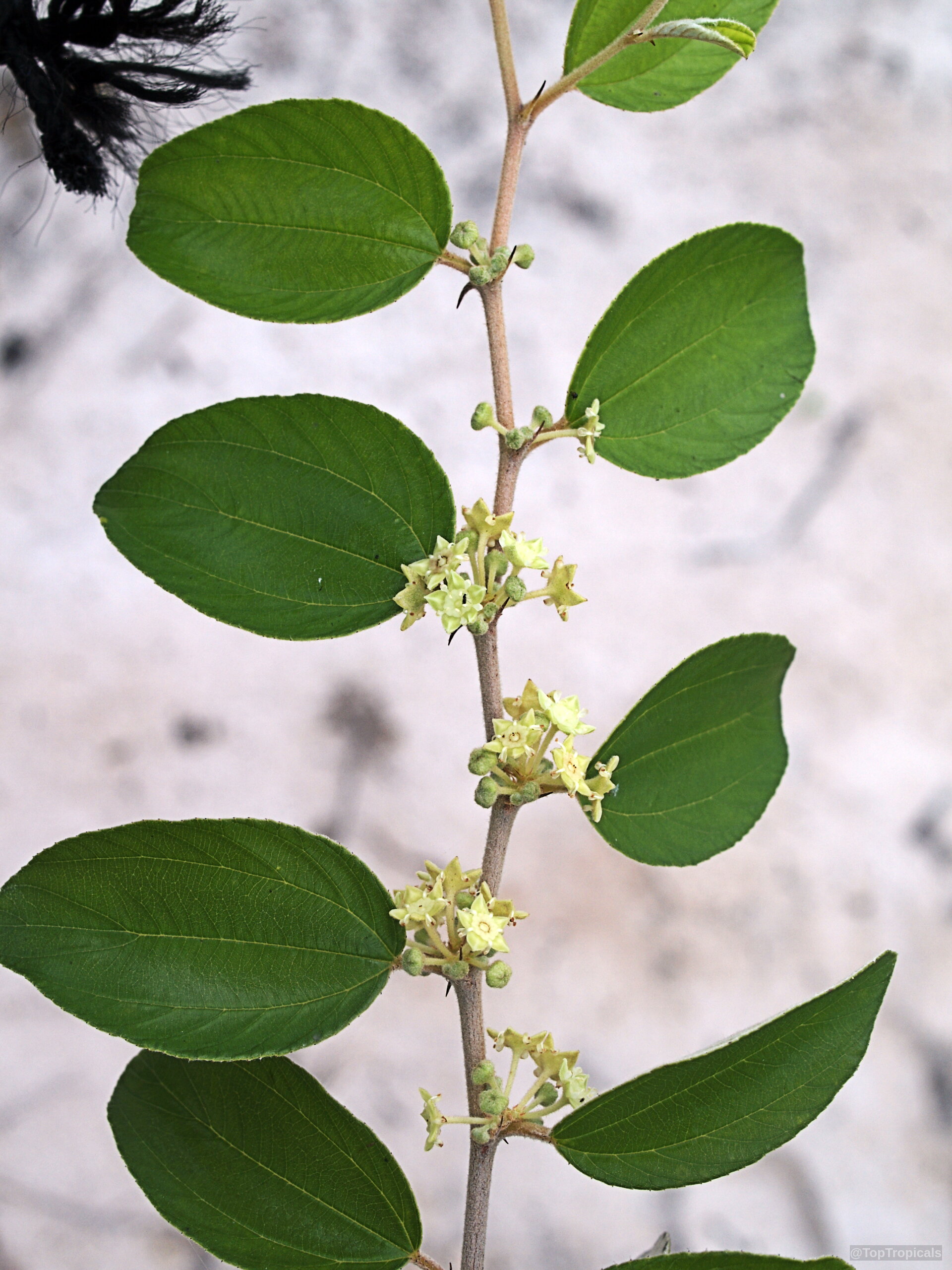 Ziziphus jujuba (Chinese Date) showing clusters of tiny light yellow flowers along a thin branch. Ziziphus jujuba (Chinese Date) plant with small light yellow flower clusters on a branch.