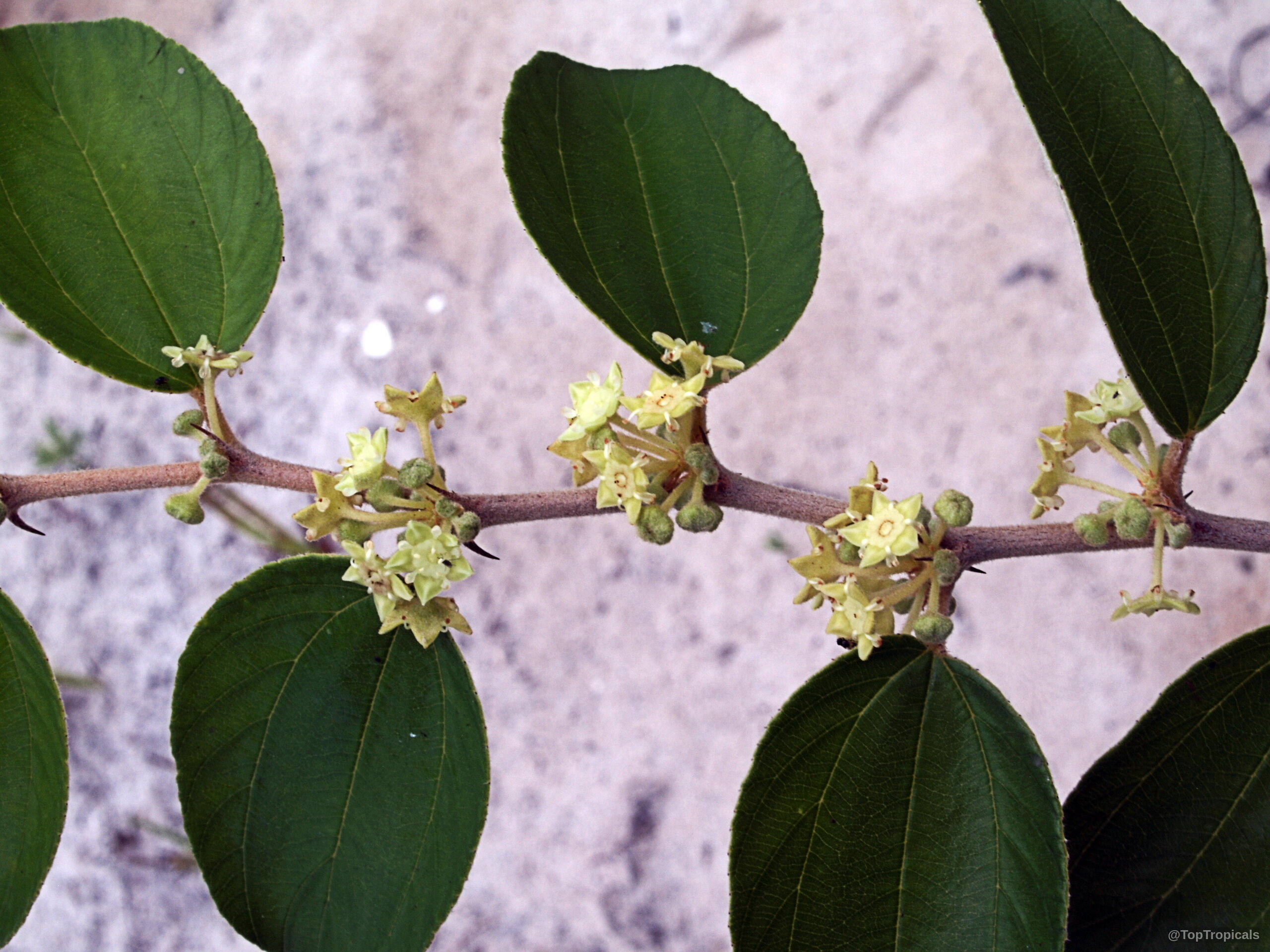 Ziziphus jujuba (Chinese Date) twig with small yellow star-shaped flowers and thick green oval foliage Ziziphus jujuba (Chinese Date) plant with yellow flowers and lush green leaves close up