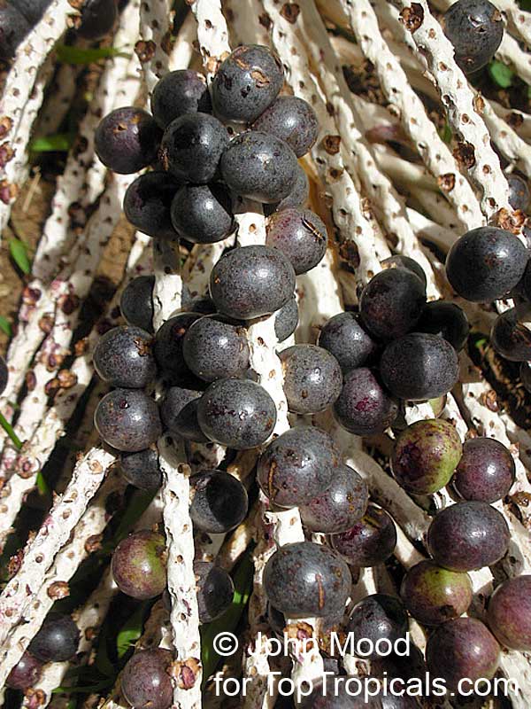 Euterpe oleracea, Asai, Assai, Acai, Cabbage Palm, Pina Palm
