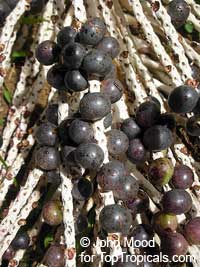 Euterpe oleracea - Acai, Assai Palm

Click to see full-size image