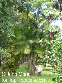 Euterpe oleracea, Asai, Assai, Acai, Cabbage Palm, Pina Palm