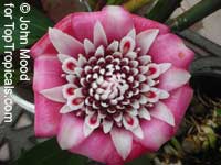 Etlingera venusta, Malay Rose

Click to see full-size image