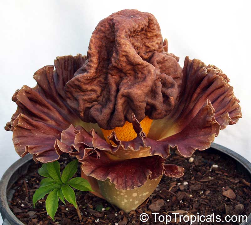 Amorphophallus paeoniifolius (campanulatus) - Voodoo lily
