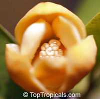 Rauwenhoffia siamensis, Melodorum siamensis, Rauwenhoffia

Click to see full-size image