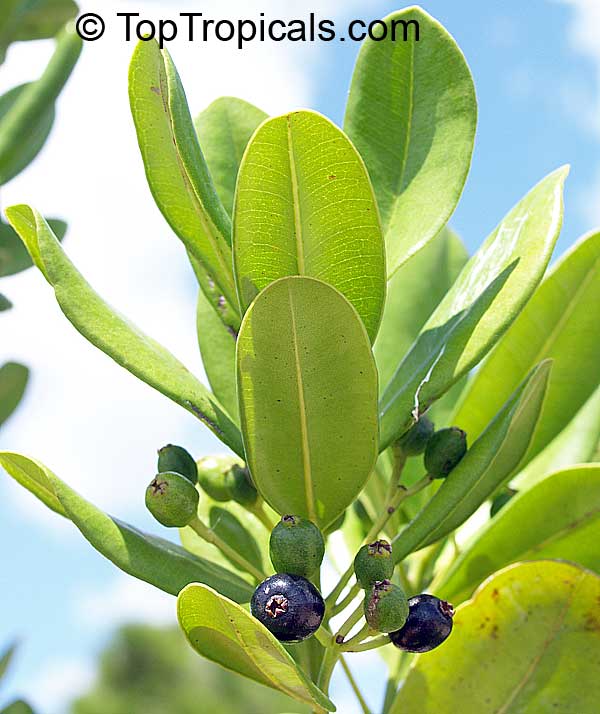 Pimenta racemosa, Caryophyllus racemosus, Bay Rum Tree