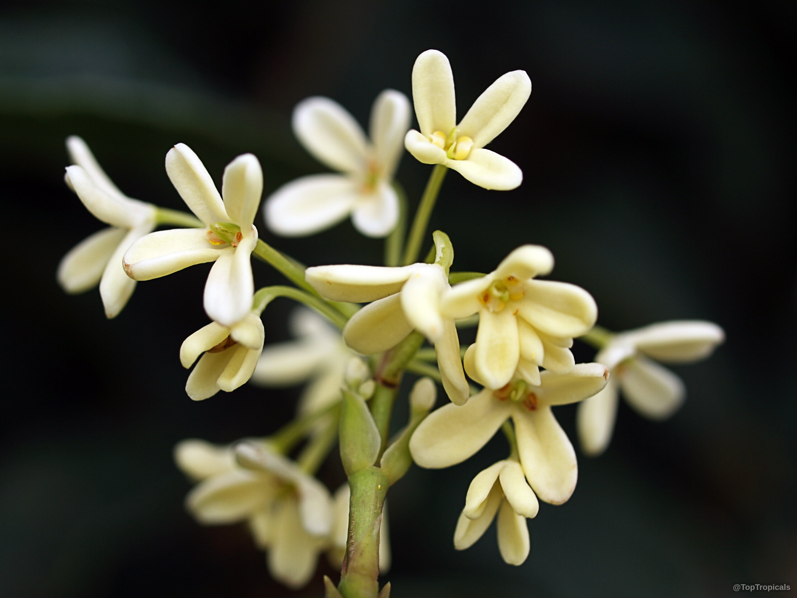 Osmanthus fragrans (Tea Olive) yellow flower clusters appearing in small groups on delicate green stems. Osmanthus fragrans (Tea Olive) yellow flower, close up of tiny clusters on slender stems.