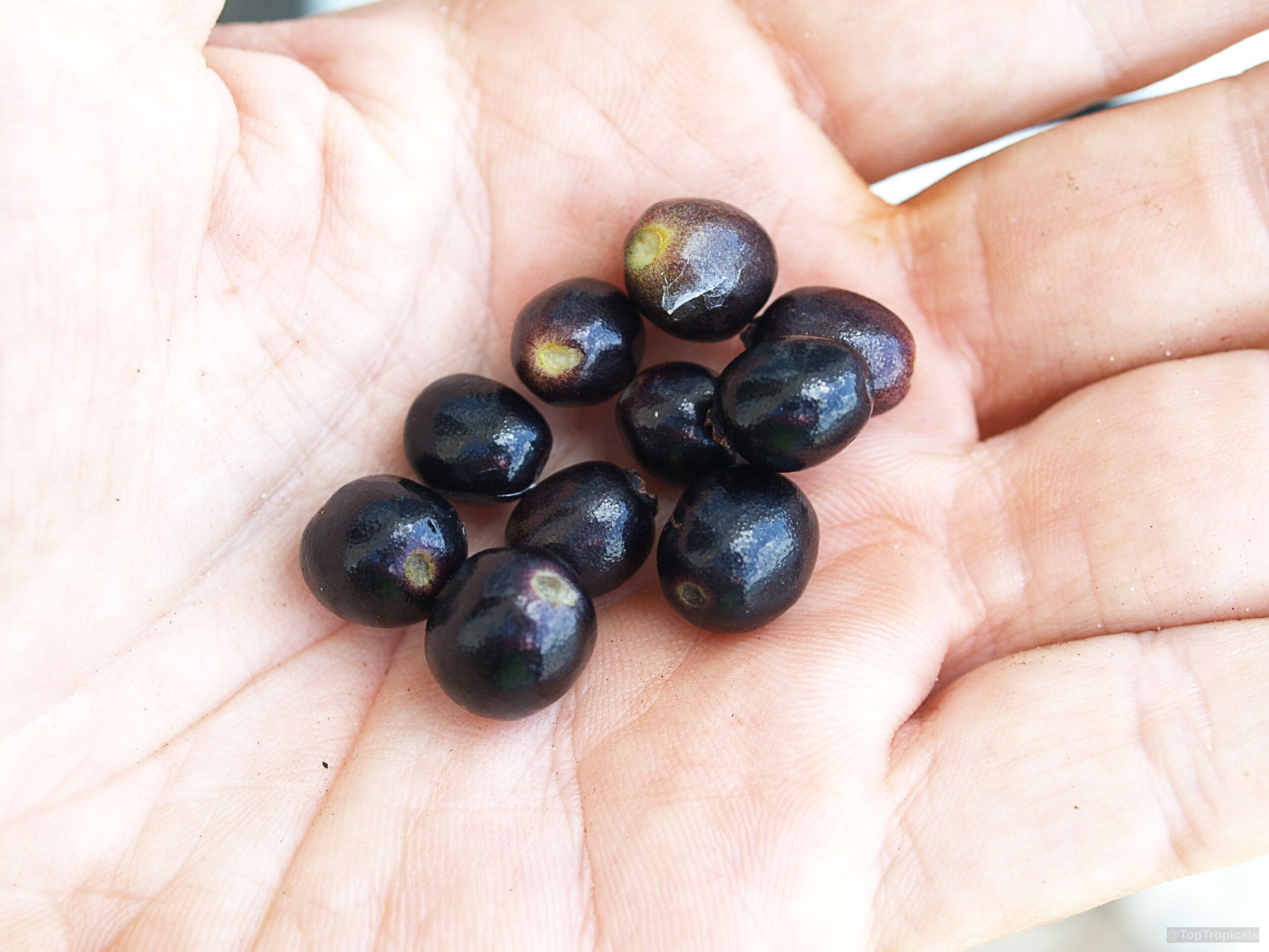 Pimenta racemosa (Bay Rum Tree) fruit gathered within a person's palm for scale and comparison Pimenta racemosa (Bay Rum Tree) dark purple fruit resting in a hand close up