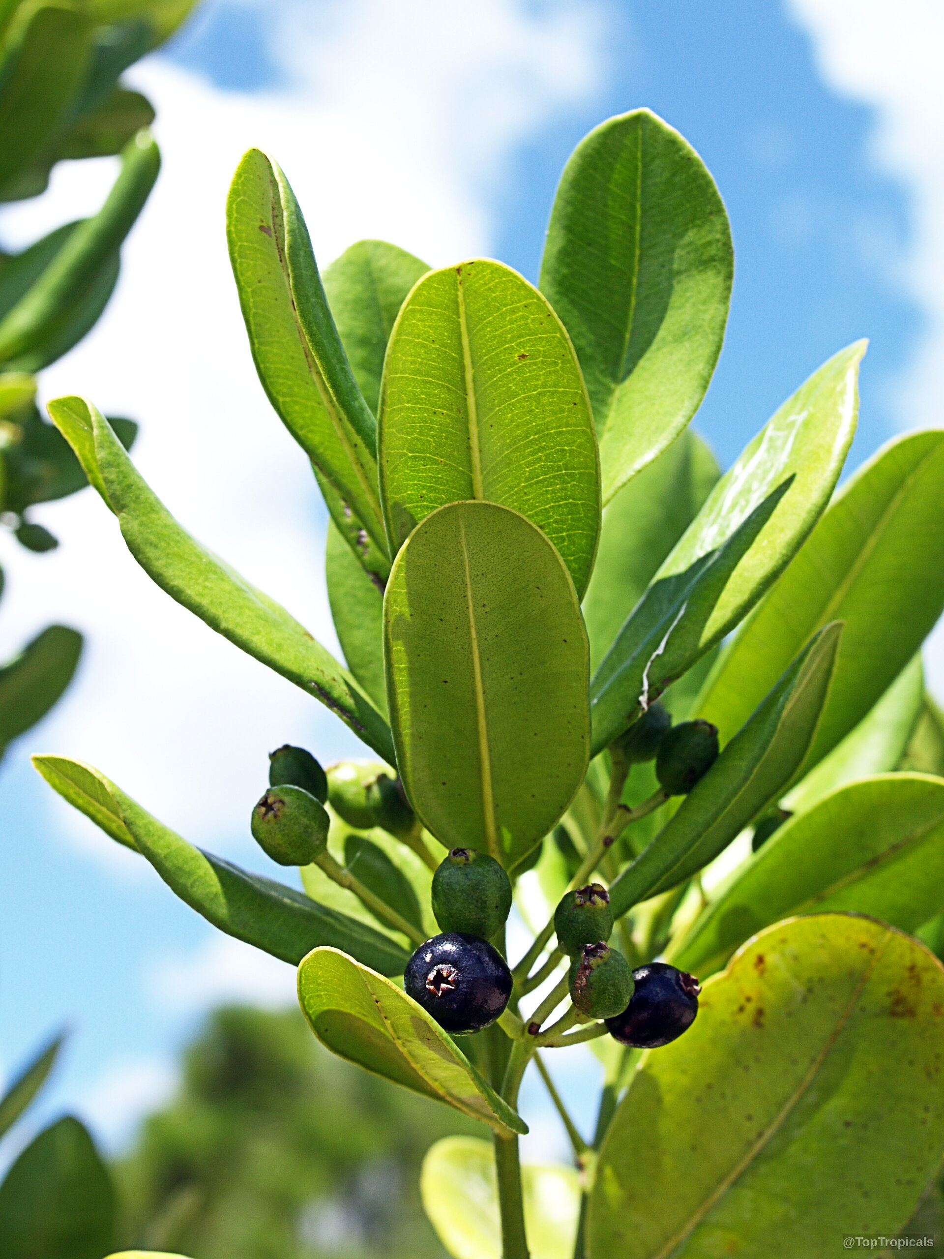 Pimenta racemosa (Bay Rum Tree) showing oval green leaves and clusters of round purple fruit. Pimenta racemosa (Bay Rum Tree) green leaves and purple fruit on tree branch close up.