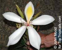 Gigasiphon macrosiphon, Bauhinia macrosiphon, Bauhinia ampla, Gigasiphon

Click to see full-size image