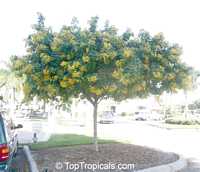 Cassia leptophylla - Gold Medallion Tree