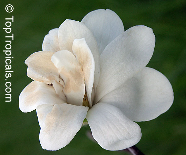 Magnolia stellata, Star Magnolia
