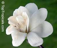Magnolia stellata, Star Magnolia

Click to see full-size image