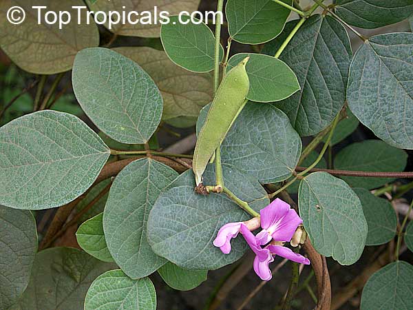 Canavalia sp., Magic Bean, Kaattuthambattan, Beach Bean, Seaside Bean, Jackbean