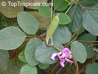 Canavalia sp., Magic Bean, Kaattuthambattan, Beach Bean, Seaside Bean, Jackbean

Click to see full-size image