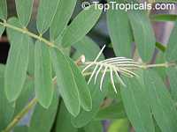 Tephrosia vogelii, Tephrosia vogellii , Muluku

Click to see full-size image