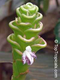 Zingiber neglectum , Jewel Pagoda

Click to see full-size image