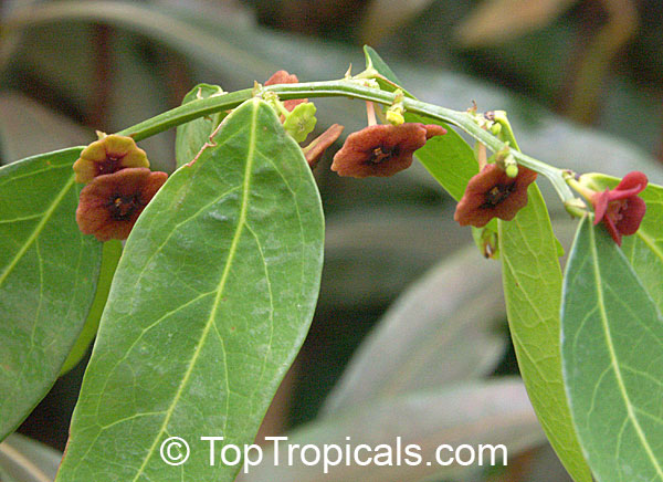 Sauropus androgynous - Tropical Asparagus, Katuk. Flowers