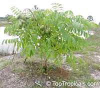 June Plum tree Dwarf, Ambarella, Spondias cytherea

Click to see full-size image