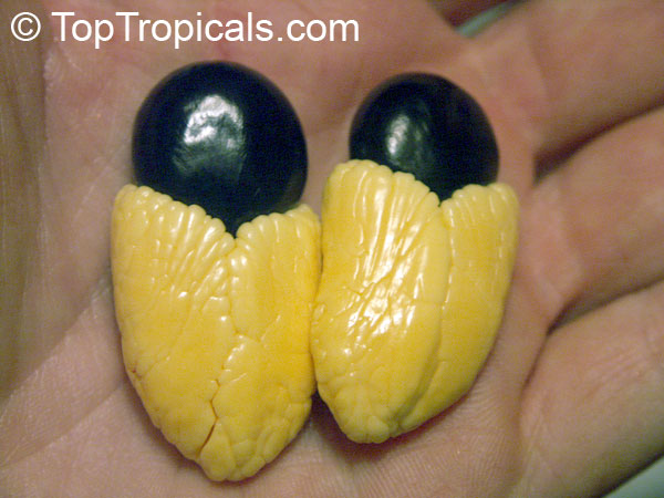 Ackee, Akee 
fruit