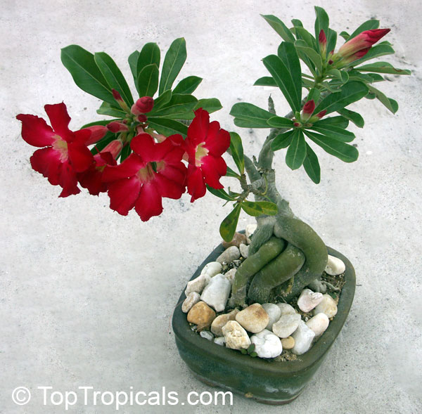 Adenium hybrid (single flower), Desert Rose, Impala Lily, Adenium hybrids