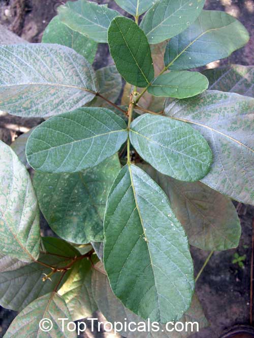 Philenoptera violacea, Lonchocarpus capassa, 	Capassa violacea, Apple Leaf, Rain Tree, Mupandapanda, Mupanda Panda, Mopororo 