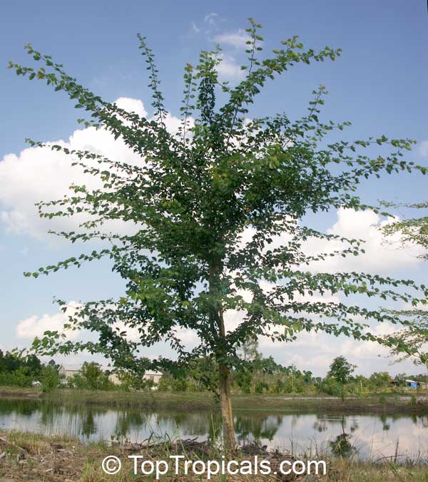 Pithecellobium dulce, Inga dulcis, Mimosa dulcis, Bread-and-Cheeese, Madras Thorn, Manila Tamarind