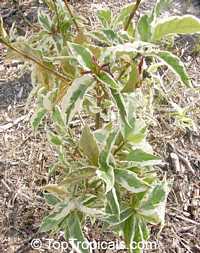 Pseuderanthemum carruthersii var. atropurpureum 'Variegatum', Pseuderanthemum variegatum, Variegated False Eranthemum

Click to see full-size image