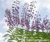 Lonchocarpus violaceus, Lilac Tree, Dotted Lancepod, Chaperno

Click to see full-size image