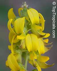 Crotalaria pallida , Smooth Rattlebox

Click to see full-size image