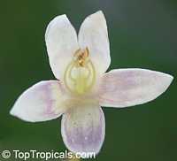 Millingtonia hortensis, Tree Jasmine, Indian Cork Tree, Maramalli, Tamil, Akash neem

Click to see full-size image